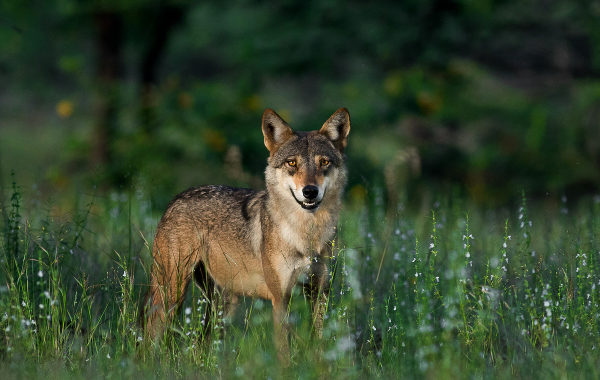 Ancient Genetics of Indian and Tibetan Wolves Reveal a Hidden Conservation Priority