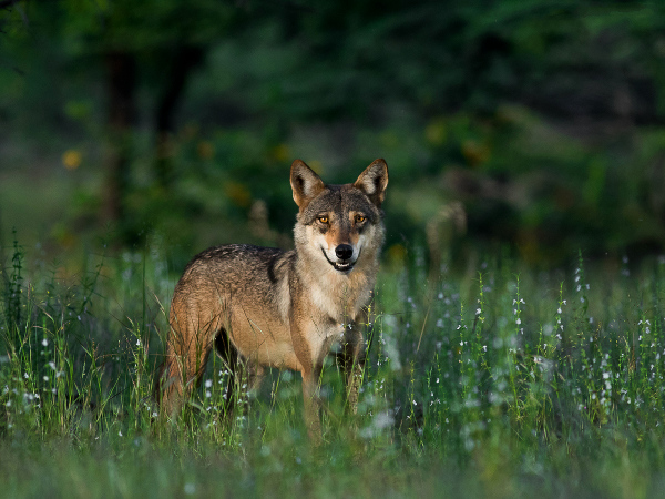 Scientists categorise Indian wolf sounds to study animal’s social behaviour