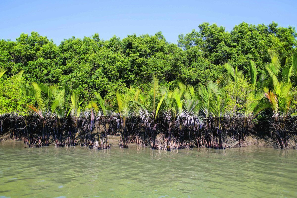 Sunderbans shield protects Kolkata from Bulbul fury