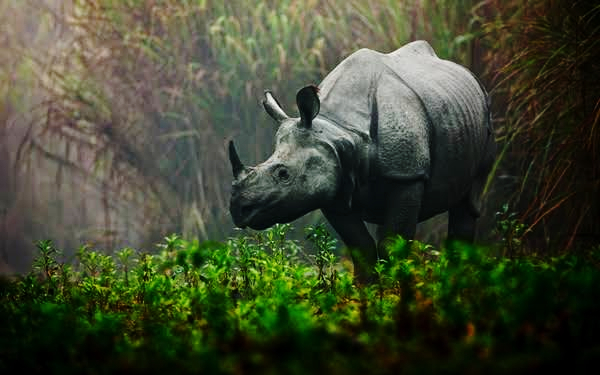 Assam to increase rhino population to 3000 by 2020