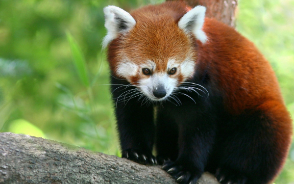 Bid to bring back Red Panda from brink of extinction