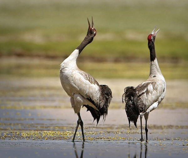 Black-necked crane arrives in Nyamjang Chhu