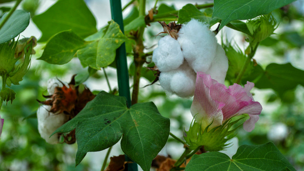 Cotton research bodies in India, Uganda to develop new seed variety