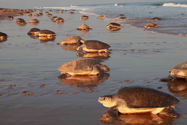 1.48 Crore Olive Ridley Turtles Born in Odisha’s Gahirmatha Beach