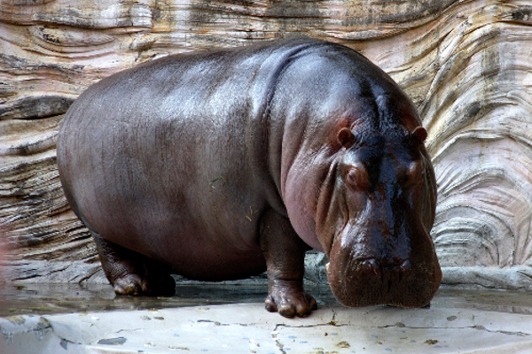 Nearly 5.9 million to 9,000 years ago, India was home to the hippopotamus.