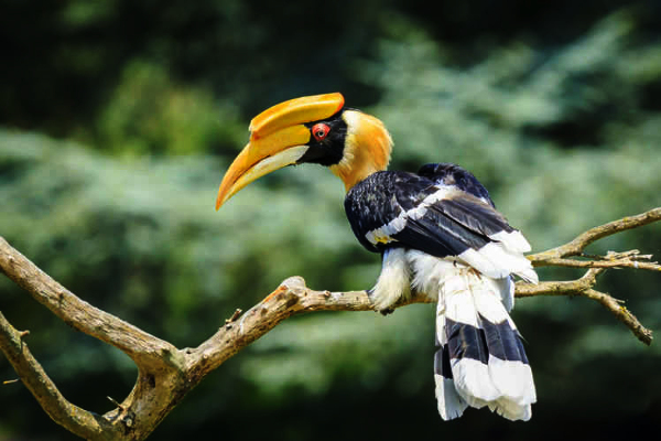 Hornbill, the Naga cultural totem spanning generations