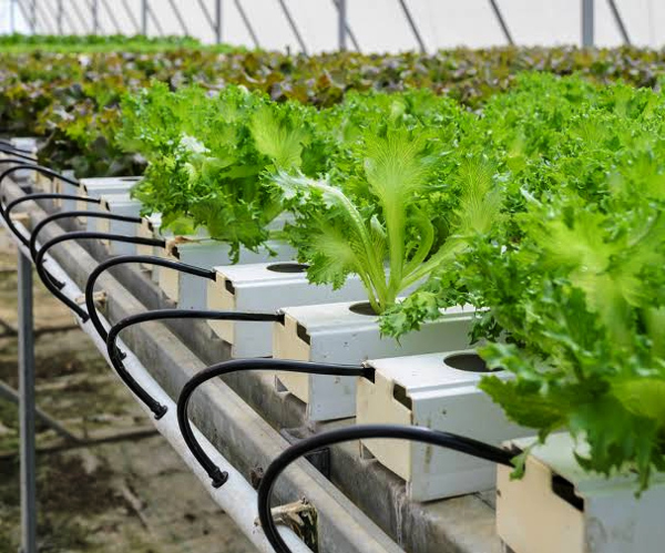 Hydroponic tech offers better, water-efficient urban agriculture solutions: IHBT scientists