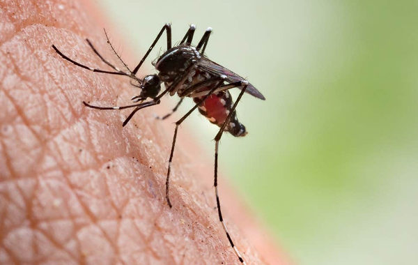 India Approves First Dengue Vaccine for Individuals Aged 4 to 60 Years