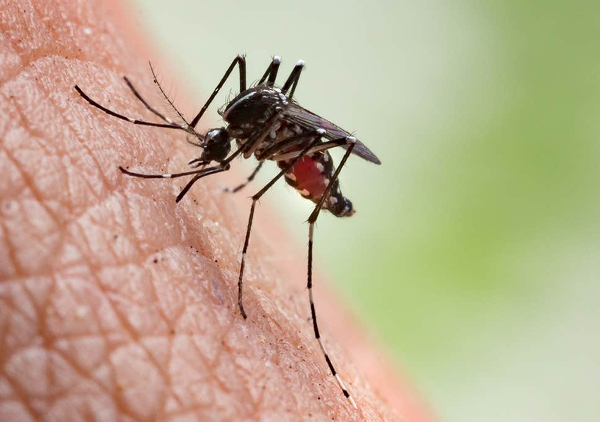 India records 41% dip in annual malaria deaths: WHO’s report