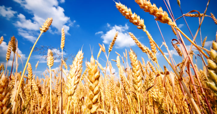 ICAR Identifies VL 3040 Wheat With Improved Rust Resistance for India’s Northern Hill Regions