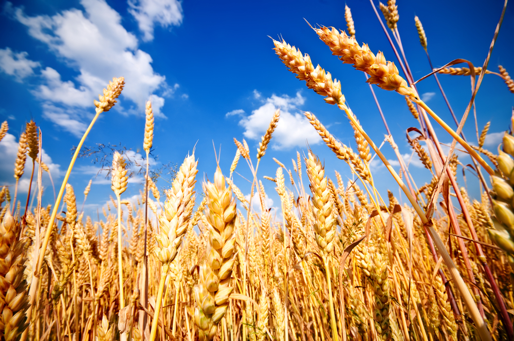 India’s wheat production may touch all-time high