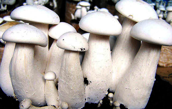 Locals making money by mushroom cultivation in Kathua