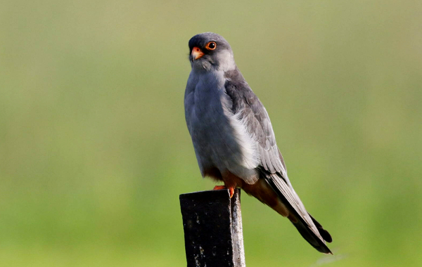 Manipur: Radio-tagged Amur falcon reaches southern Africa