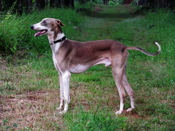 is the mudhol hound a good breed of dog