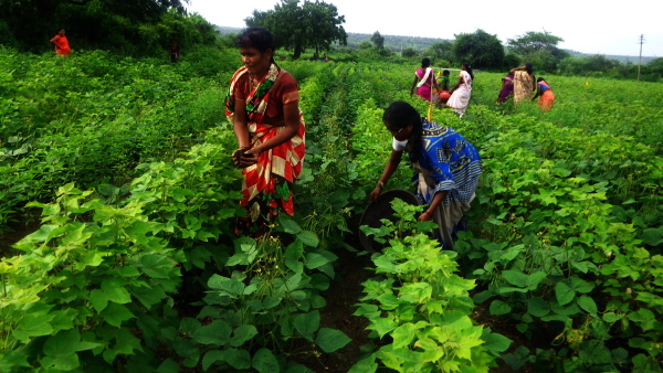 Over 36 lakh women farmers have benefited from govt scheme