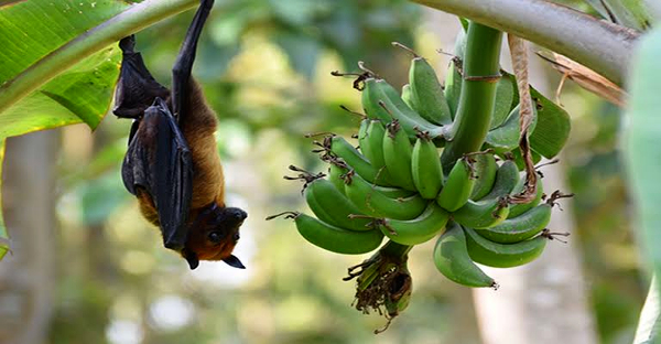 Researchers identify drug targets for the dreaded Nipah virus-