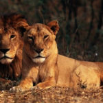 India’s Asiatic Lion Population Rises to 891 as Conservation Range Expands Across Gujarat