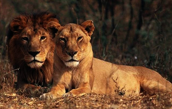 Swelling pride of Gujarat: Has numbers of lions crossed 1,000-mark?