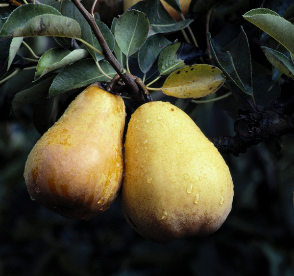 US mulls doubling pear exports to India