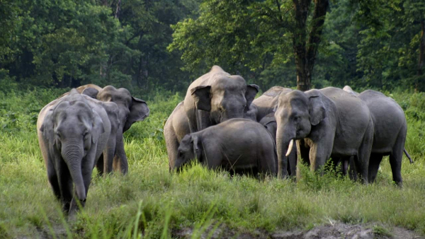 KVIC Rolls Out Project RE-HAB in Assam to Prevent Elephant – Human Conflicts Using Tiny Bees