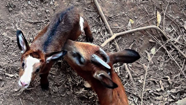 Assam zoo successfully breeds Himalayan serow calf through "breeding loan" arrangement