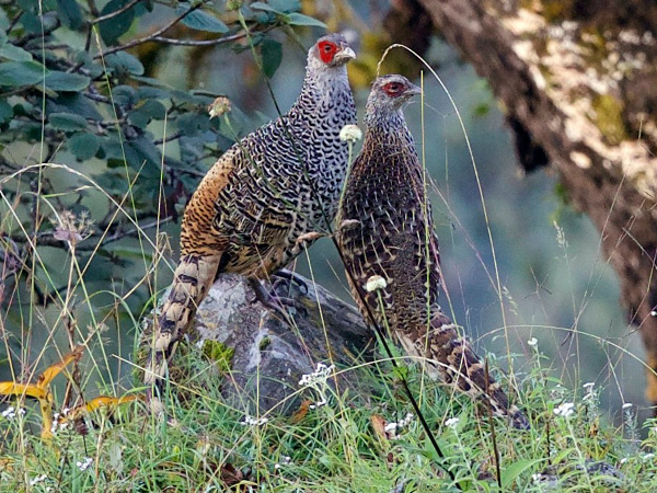 Forest department thrilled by spotting big population of Cheer Pheasant at Chirbatiya