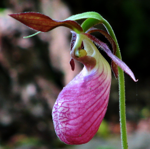 In a first, Arunachal Pradesh to ‘red list’ its orchids for protection