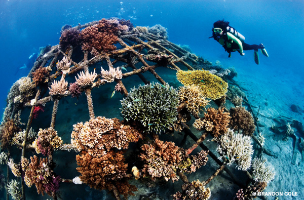 India begins coral restoration in Gulf of Kachchh