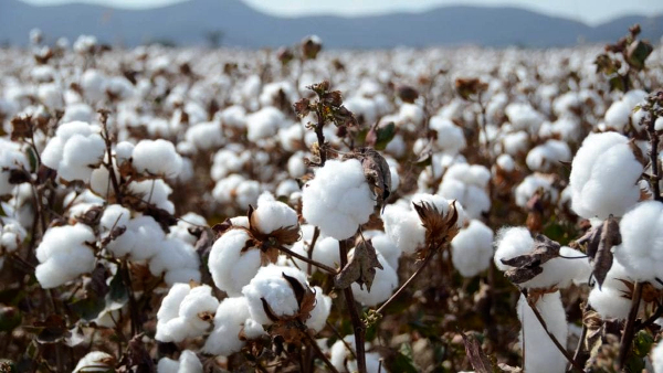 India exports 3.2 million bales of cotton in first quarter of cotton year 2019-20