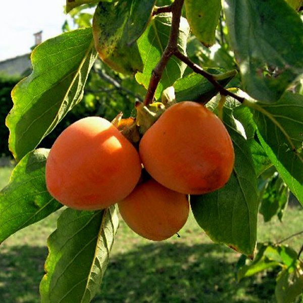 Japanese Persimmon Cultivation Catching up Among Himachali Growers