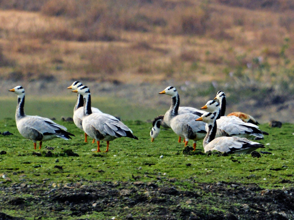 Kaziranga records 96 species of wetland birds