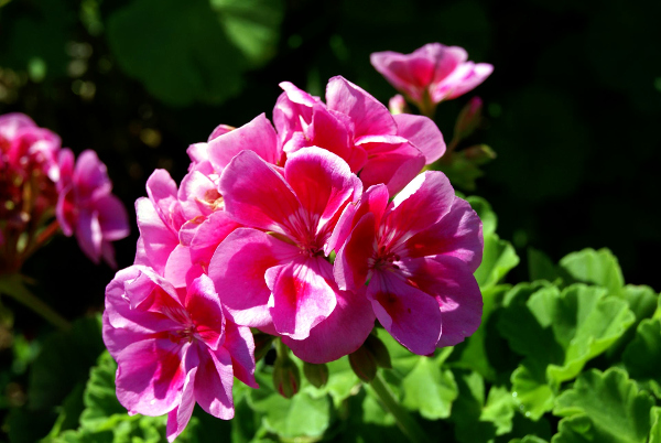 New technology to boost production of Geranium