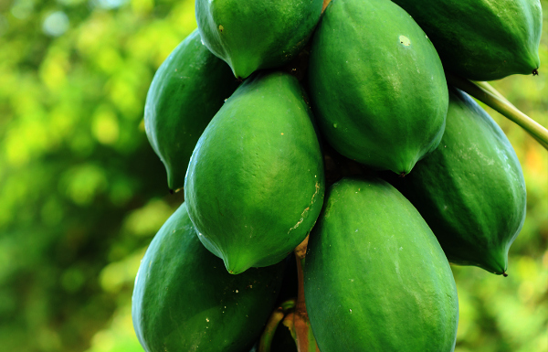 Plastic chutney: The festive Bengali dessert