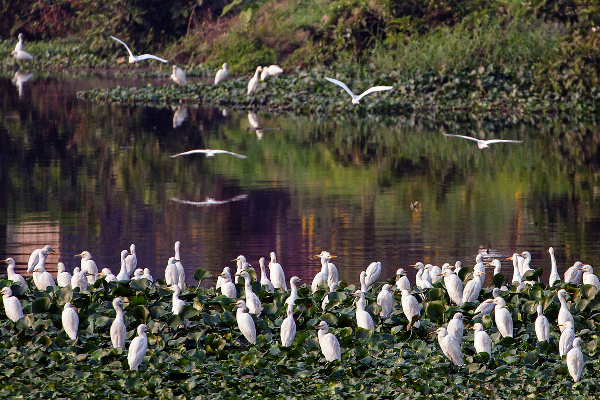 Four More Sites of India Added to Ramsar List as Wetlands of International Importance