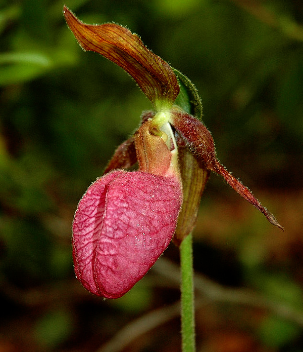 Seen here is the Paphiopedilum fairrieanum species of orchid