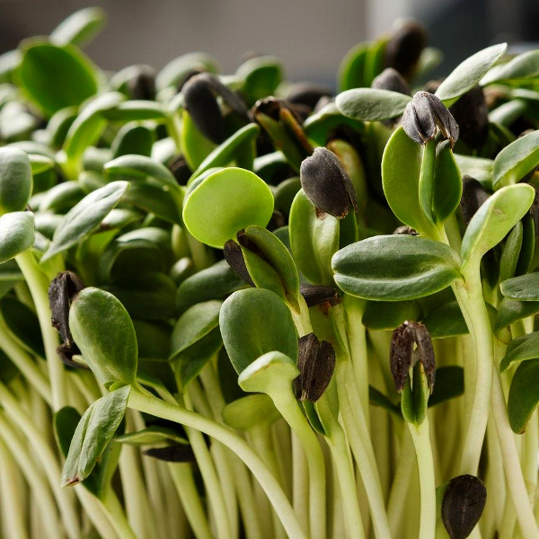 Soldiers growing microgreens at snowy posts