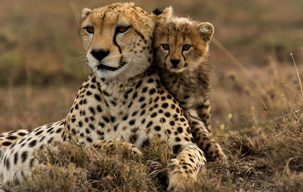 Supreme Court allows Centre to bring African cheetah to suitable wildlife habitat in India
