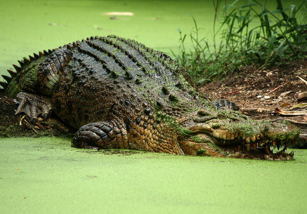 Bhitarkanika census finds an increase of 15 saltwater crocodiles from last year