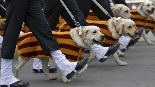 Coming soon: India’s first war memorial for animals