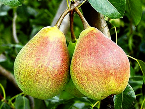 India Edible coating materials to improve shelf-life of fruit crop Research-