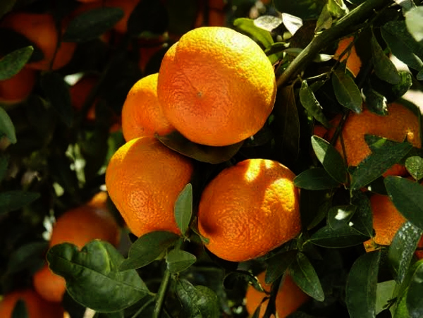 In a first, Nagpur oranges ship to Dubai; APEDA developing district as fruit cluster