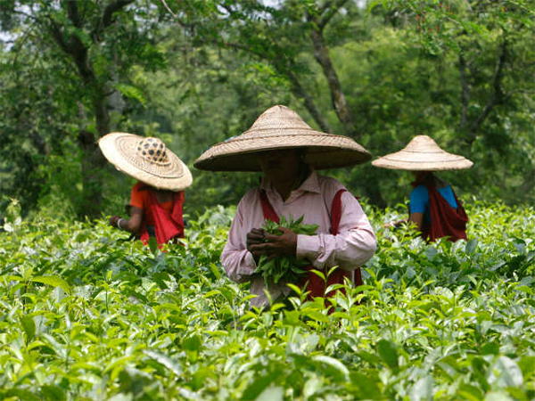 Japan, Arunachal firms shake hands over tea