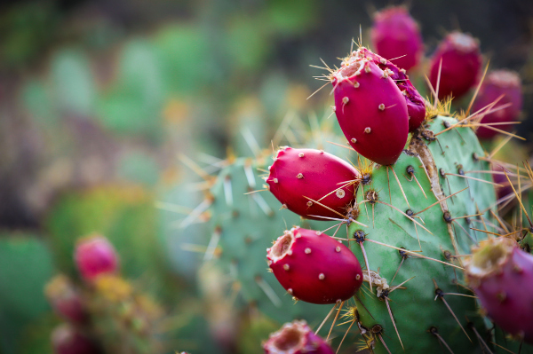 Saurashtra pharmacist ‘develops’ cure for anaemia from prickly pear