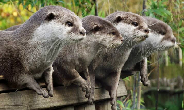 Smooth-Coated Otter spotted in Nalgonda