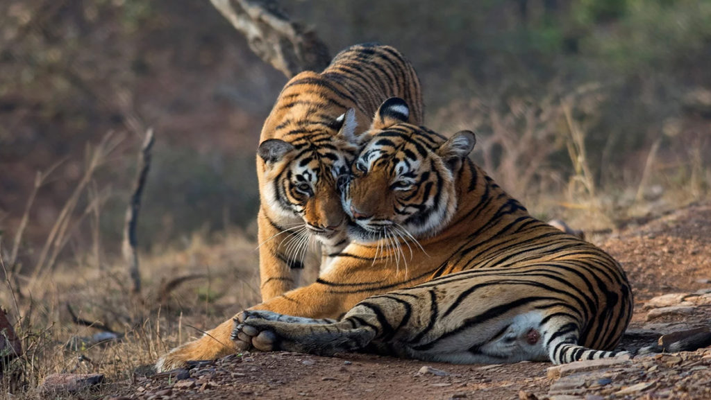 An Indian couple has been buying land adjacent to a tiger reserve just to let the forest expand.
