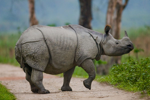 Fresh plan to conserve rhinos in Assam