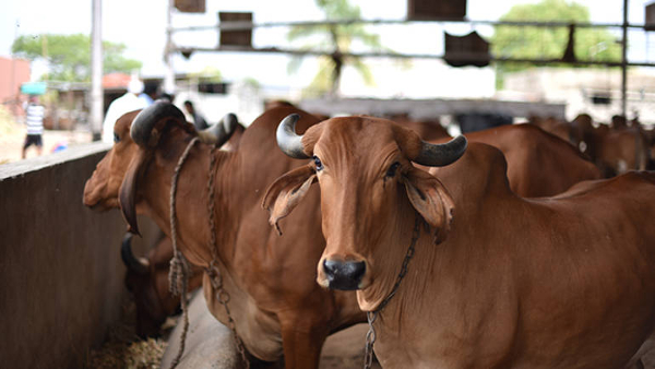 Govt aims to double milk processing capacity by 2025, increase dairy productivity via genetics