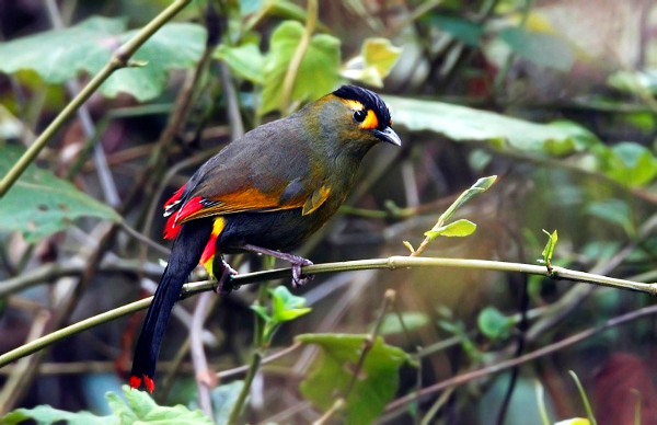 Lease of Life: This Arunachal tribe turns village into a bird sanctuary