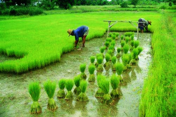 India’s New Agri Laws have Potential to Raise Farm Income: IMF’s Gita Gopinath