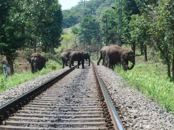 Elephant deaths by train accidentsshowing a declining trend